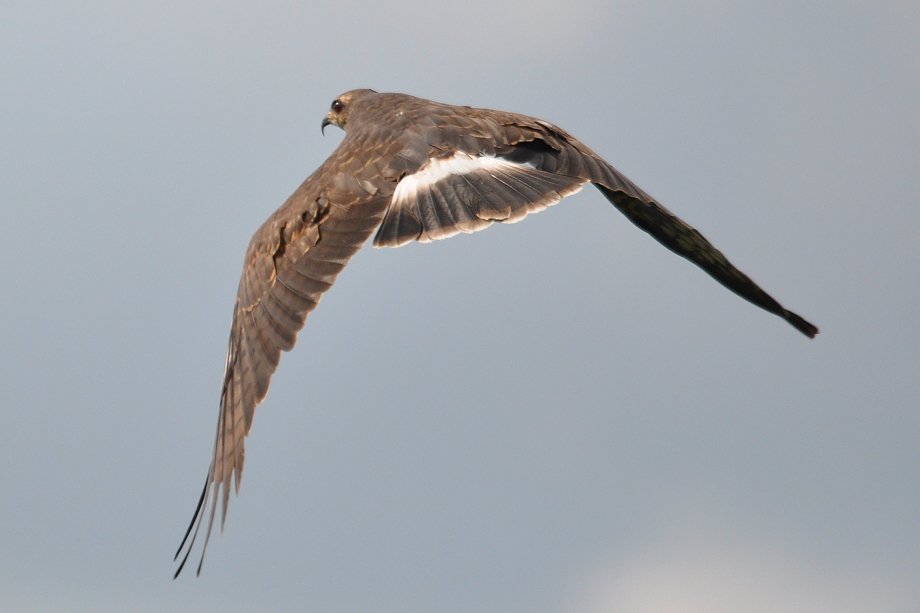 Snail Kites of Lake Istokpoga